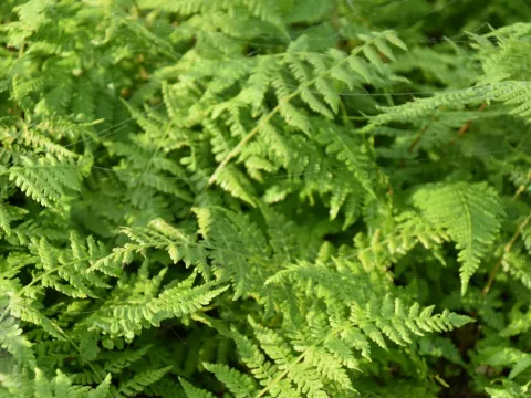 Athyrium filix-femina 'Lady in Red'