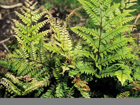Athyrium otophorum 'Okanum'