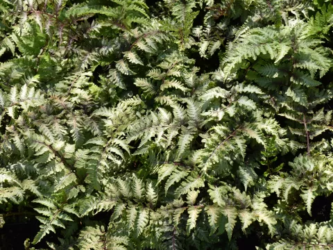Athyrium niponicum 'Red Beauty'