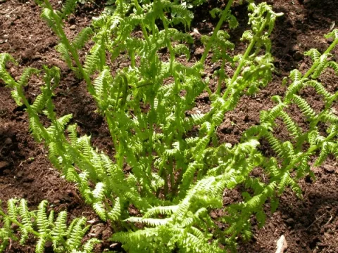 Athyrium filix-femina 'Rotstiel'