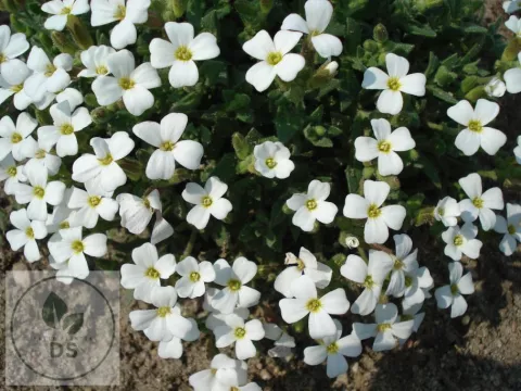 Aubrieta 'Alba'