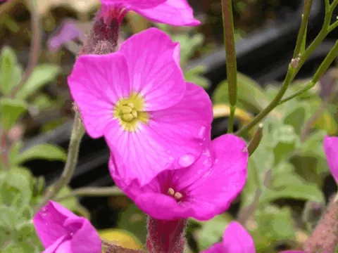 Aubrieta 'Cascade Red'
