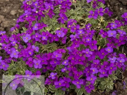 Aubrieta 'Dr Mules Variegated'