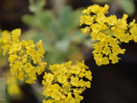 Aurinia saxatilis 'Goldkugel'