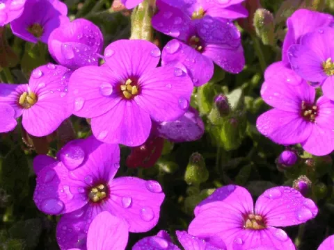 Aubrieta 'Hamburger Stadtpark'