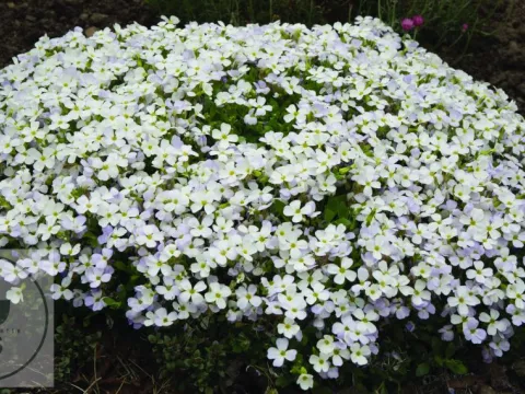 Aubrieta 'Regado White