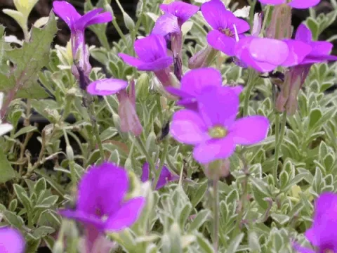 Aubrieta 'Silberrand'