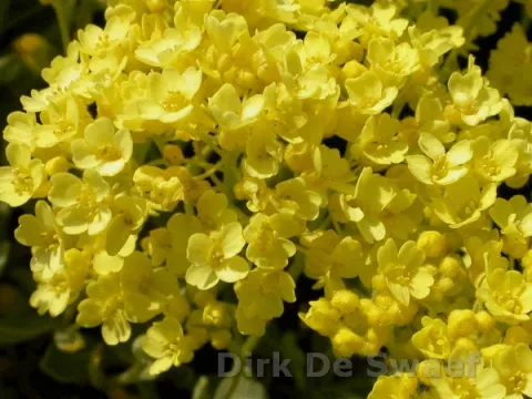 Aurinia saxatilis 'Sulphurea'