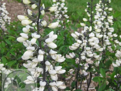 Baptisia australis 'Alba'