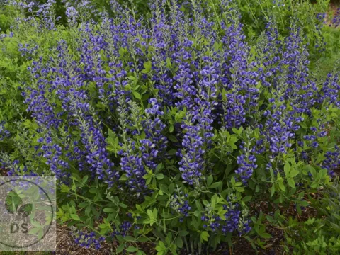 Baptisia hybr. 'Blueberry Sundae'
