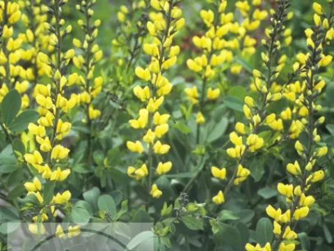Baptisia hybr. 'Lemon Meringue'