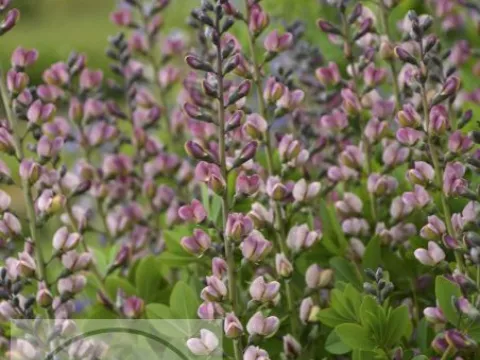 Baptisia hybr. 'Pink Truffles'