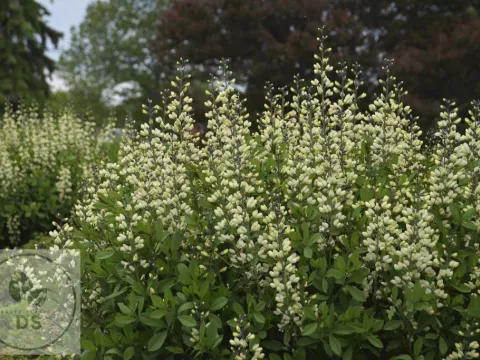 Baptisia hybr. 'Vanilla Cream'