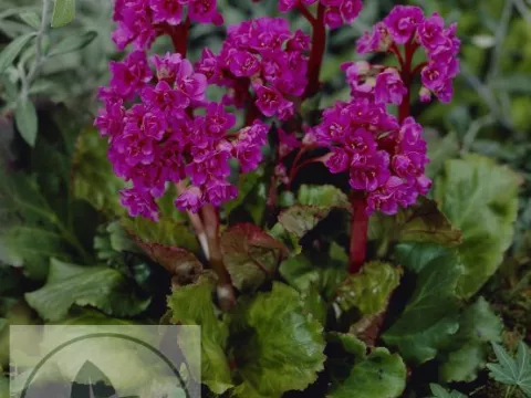 Bergenia 'Abendglut'