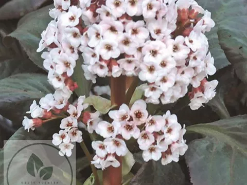 Bergenia 'Bach'