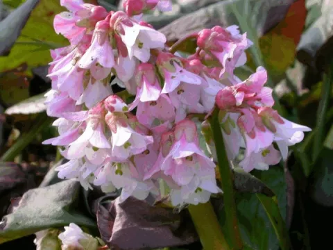 Bergenia 'Baby Doll'