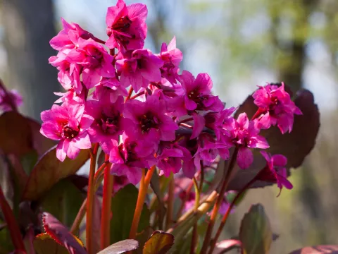 Bergenia 'Flirt'