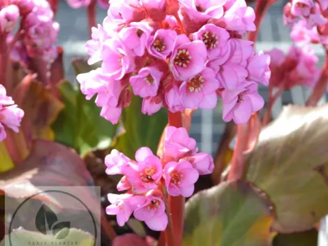 Bergenia cordifolia 'Herbstblüte'