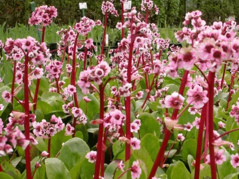 Bergenia 'Silberlicht'