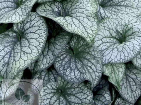 Brunnera macr. 'Alexander's Great'