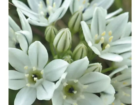 Brodiaea hyacinithina
