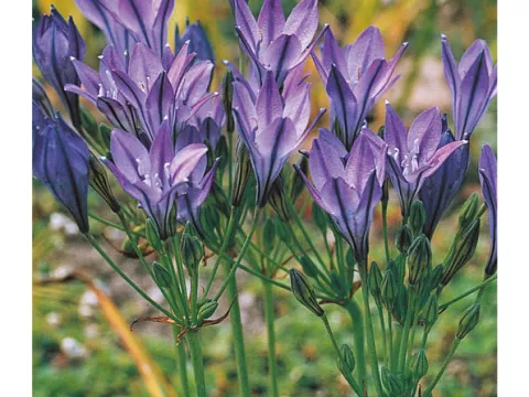 Brodiaea 'Koningin Fabiola'