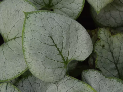 Brunnera macr. 'Looking Glass'