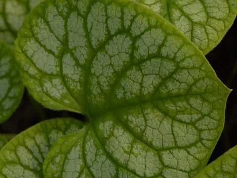 Brunnera macr. 'Mr. Morse'
