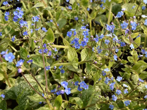 Brunnera macr. 'Sea Heart'