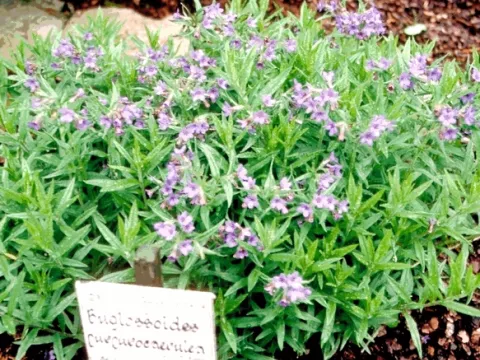 Buglossoides purpurocaerulea