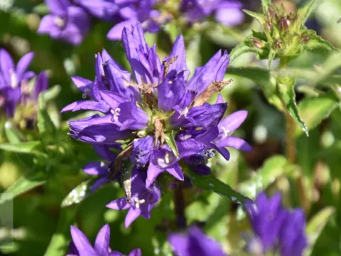 Campanula glom. 'Acaulis'