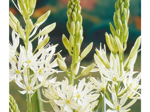 Camassia leichtlinii 'Alba'