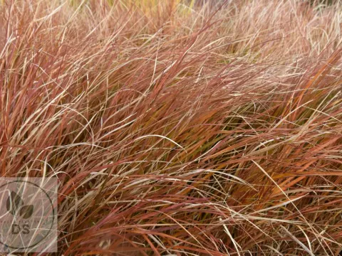 Calamagrostis arundinacea
