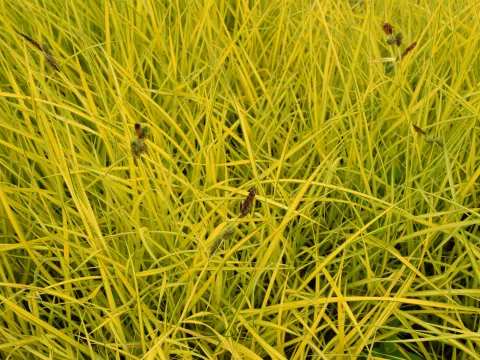 Carex elata 'Aurea' ('Bowles Golden')