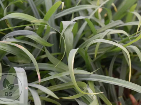 Carex laxiculmis 'Bunny Blue'