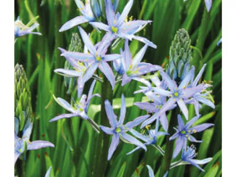 Camassia 'Blue Candle'