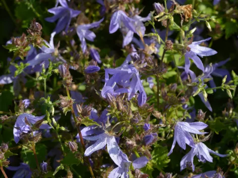 Campanula posch. 'Blauranke'