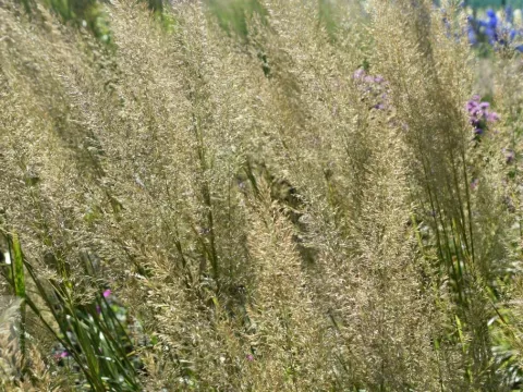 Calamagrostis brachytricha