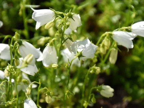 Campanula cochl. 'Baby White'