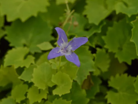 Campanula garg. 'Dickson's Gold'