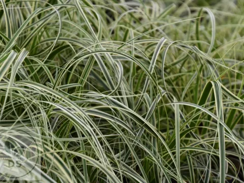 Carex hybr. 'Feather Falls'