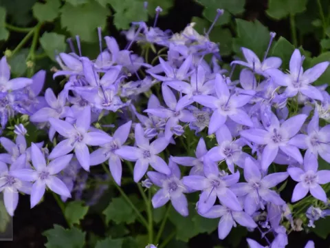 Campanula garganica