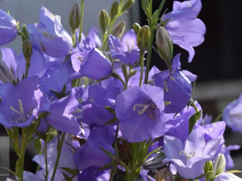 Campanula pers. 'Grandifl. Coerulea'