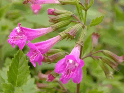 Calamintha grandiflora