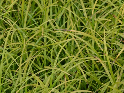 Carex grayi