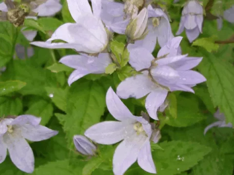 Campanula lact. 'Loddon Anna'