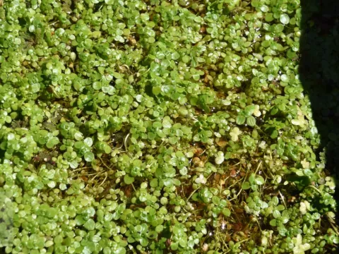 Callitriche palustris