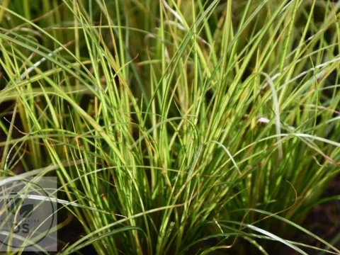 Carex brunnea 'Lady Sunshine'