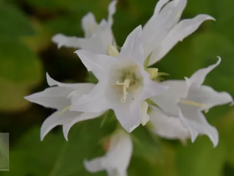 Campanula latifolia var. macrantha 'Alba'