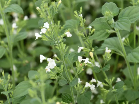 Calamintha sylvatica 'Menthe'